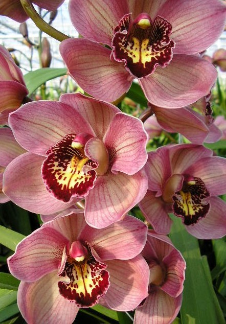 Cymbidium large flowered JANNET, фото 6