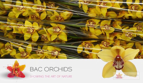 Cymbidium large flowered LA VIE STELLA, foto 3