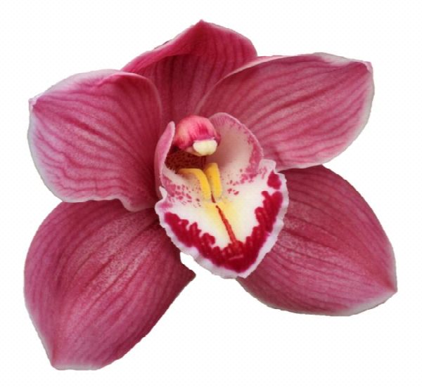 Cymbidium large flowered HMS ROSANN, photo 3