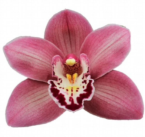 Cymbidium large flowered CANDY, фото 4