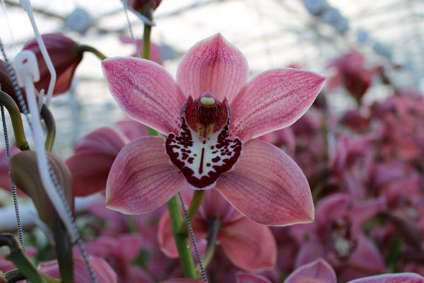 Cymbidium large flowered PIN-UP