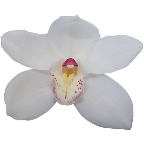 Cymbidium large flowered ANTONELLA, foto 2