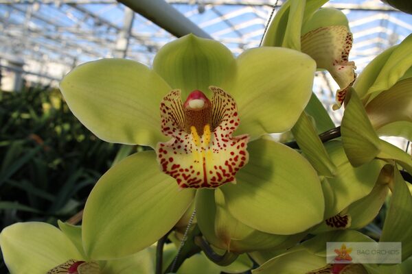 Cymbidium large flowered MELISSA, foto 2