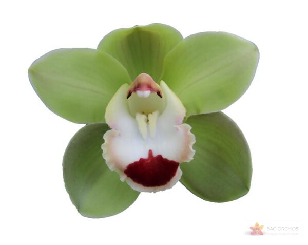 Cymbidium large flowered TOP SPOT