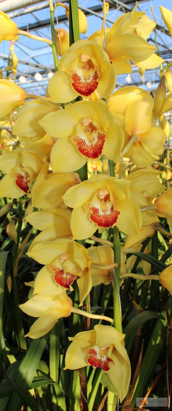 Cymbidium large flowered GOLDEN FLEECE, фото 3