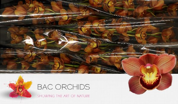 Cymbidium large flowered AUSTRALIAN PRICE, foto 4