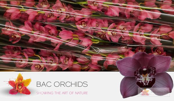 Cymbidium large flowered FANTACY, photo 4
