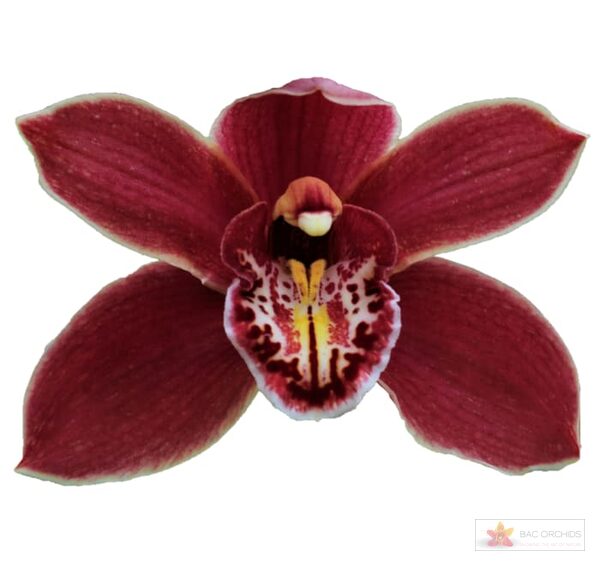Cymbidium large flowered GRAND CANYON