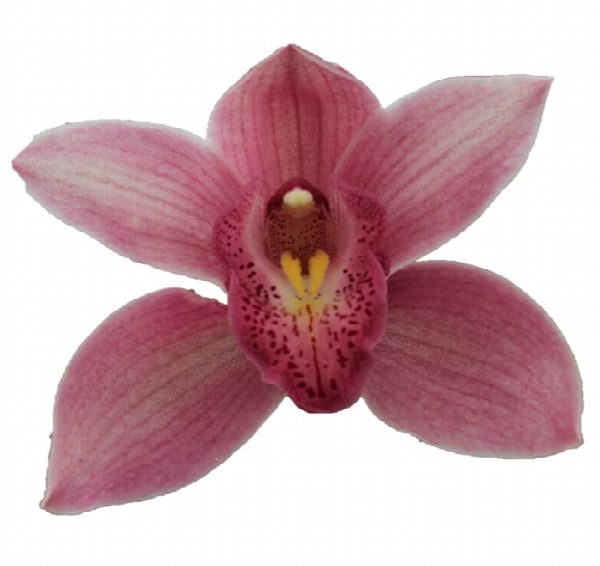 Cymbidium large flowered ELLIO RO C290, фото 2