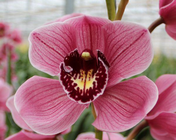 Cymbidium large flowered JANNET