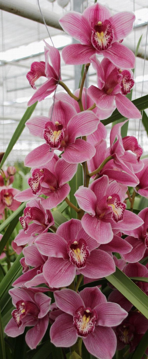 Cymbidium large flowered AUS PINK, photo 3