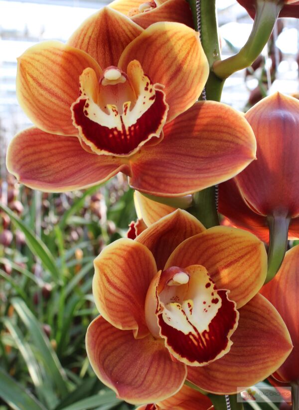 Cymbidium large flowered RENE S WISH, foto 5