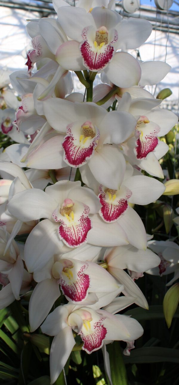 Cymbidium large flowered ANOUK, foto 5