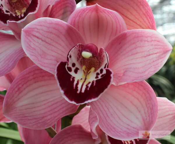 Cymbidium large flowered LAZISE, foto 4