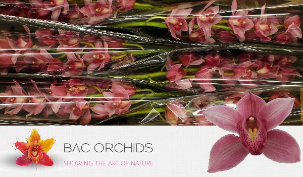 Cymbidium large flowered ELLIO RO C290, фото 3