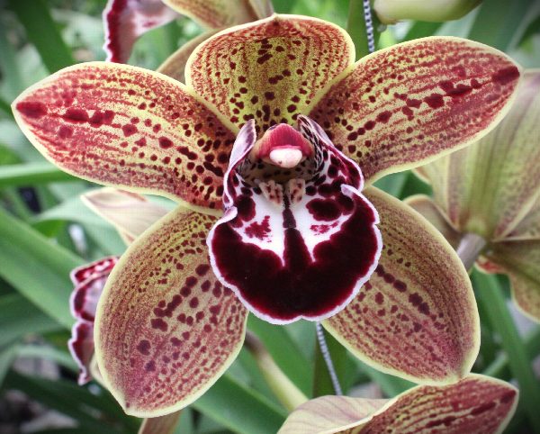 Cymbidium large flowered LOS ANGELES, photo 3