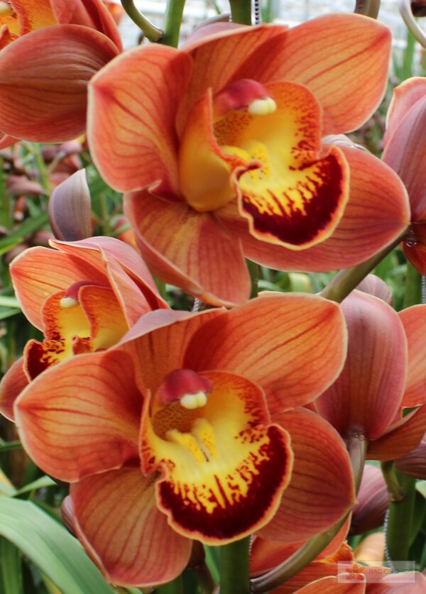 Cymbidium large flowered AUSTRALIAN PRICE, foto 2