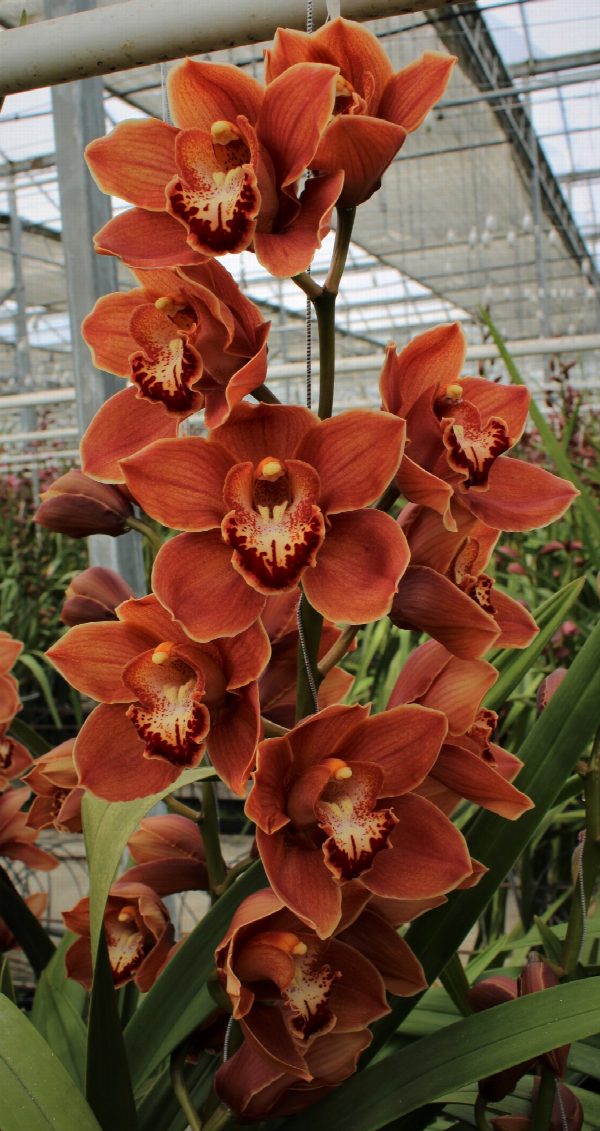 Cymbidium large flowered BRITNEY, foto 4