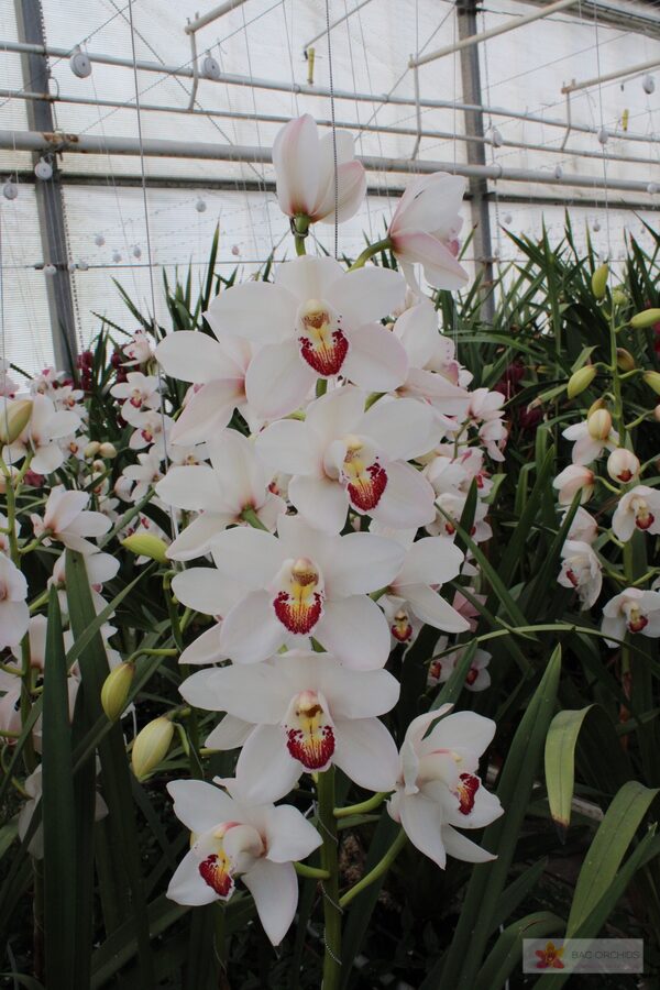 Cymbidium large flowered MARILYN MONROE, photo 2