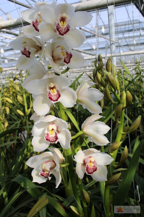 Cymbidium large flowered MELINE, фото 4