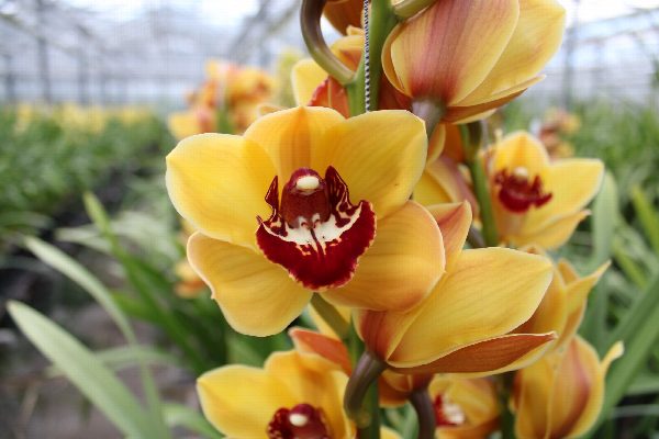 Cymbidium large flowered ORANGE FAVORIT, foto 3