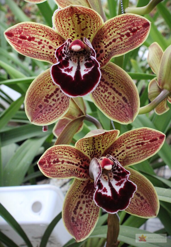 Cymbidium large flowered LOS ANGELES, фото 2