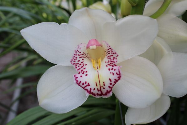 Cymbidium large flowered HMS LISETTE, foto 3