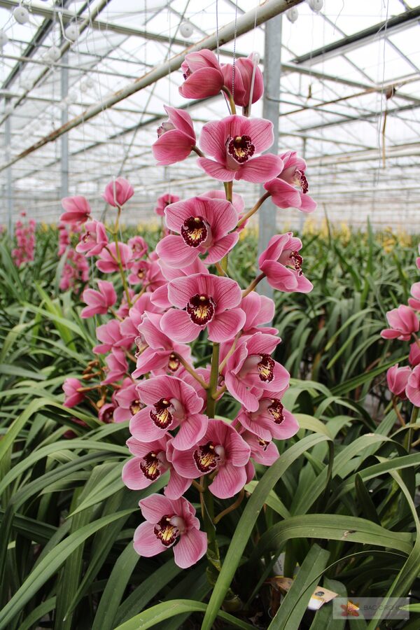 Cymbidium large flowered JANNET, foto 4
