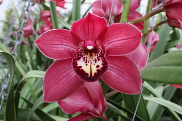 Cymbidium large flowered BAROLO, foto 3
