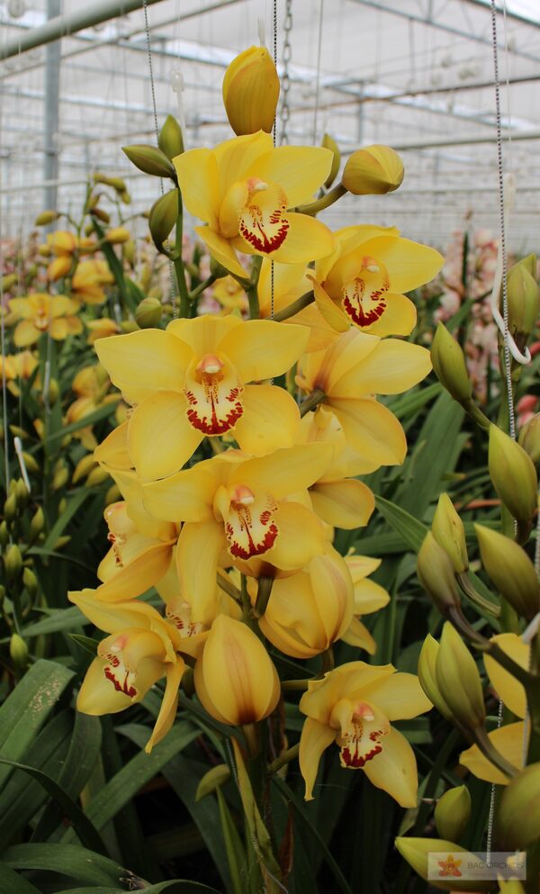 Cymbidium large flowered YELLOW CAB, foto 3