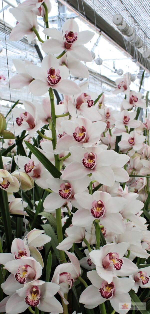 Cymbidium large flowered WESTERN ROSE, foto 5
