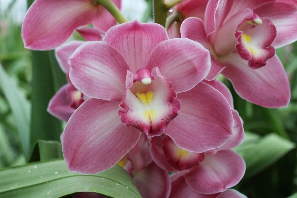 Cymbidium large flowered AQUARELLA, foto 3