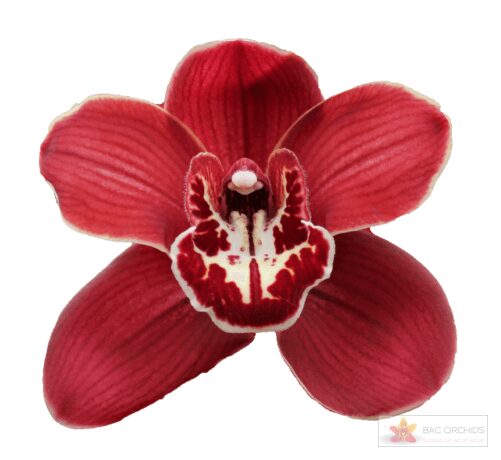 Cymbidium large flowered FLAMEFLOR