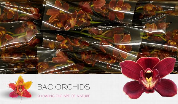 Cymbidium large flowered PONTAC, foto 4
