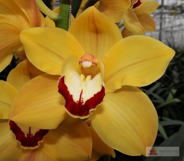 Cymbidium large flowered MISS SAIGON, фото 4