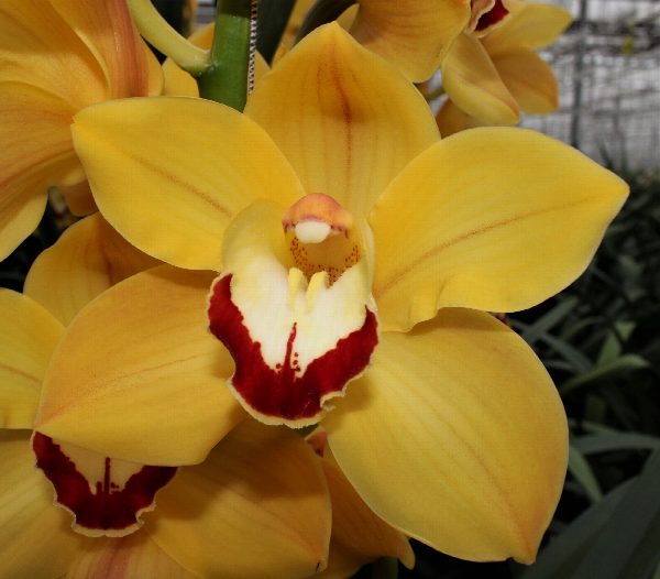 Cymbidium large flowered MISS SAIGON, foto 3