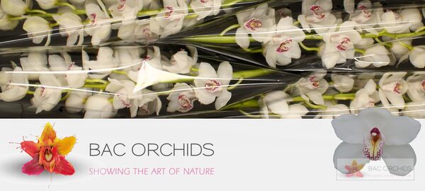 Cymbidium large flowered VANITY, фото 2