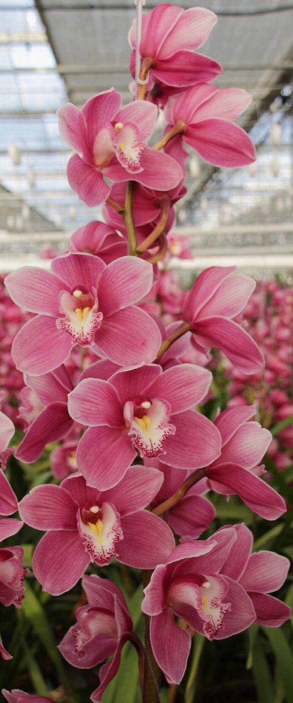 Cymbidium large flowered BRAEMAR, photo 3