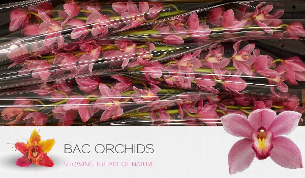 Cymbidium large flowered Cymb T Ruby Rose, foto 5