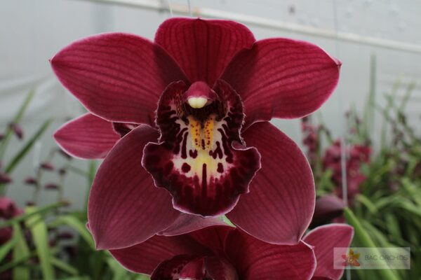 Cymbidium large flowered RISTO, foto 3
