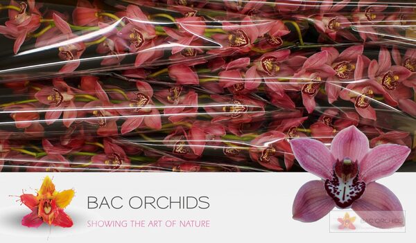 Cymbidium large flowered PIN-UP, photo 2