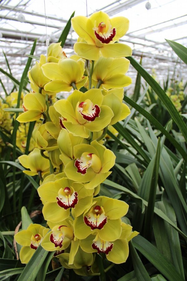 Cymbidium large flowered VERONA, foto 3