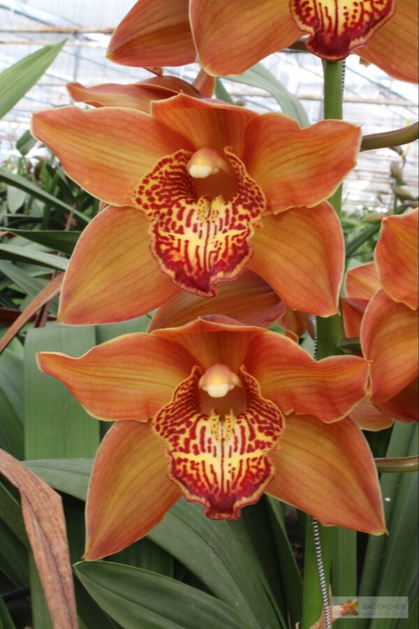 Cymbidium large flowered COGNAC, foto 3