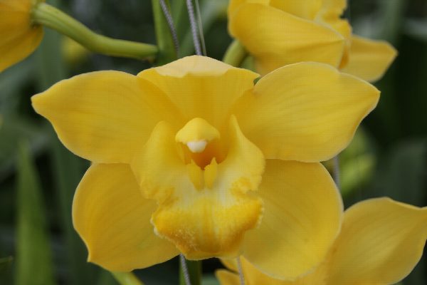 Cymbidium large flowered ALBINO YELLOW, foto 2