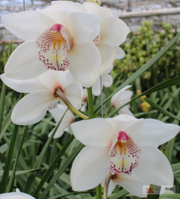Cymbidium large flowered WHITE CRYSTAL, foto 3