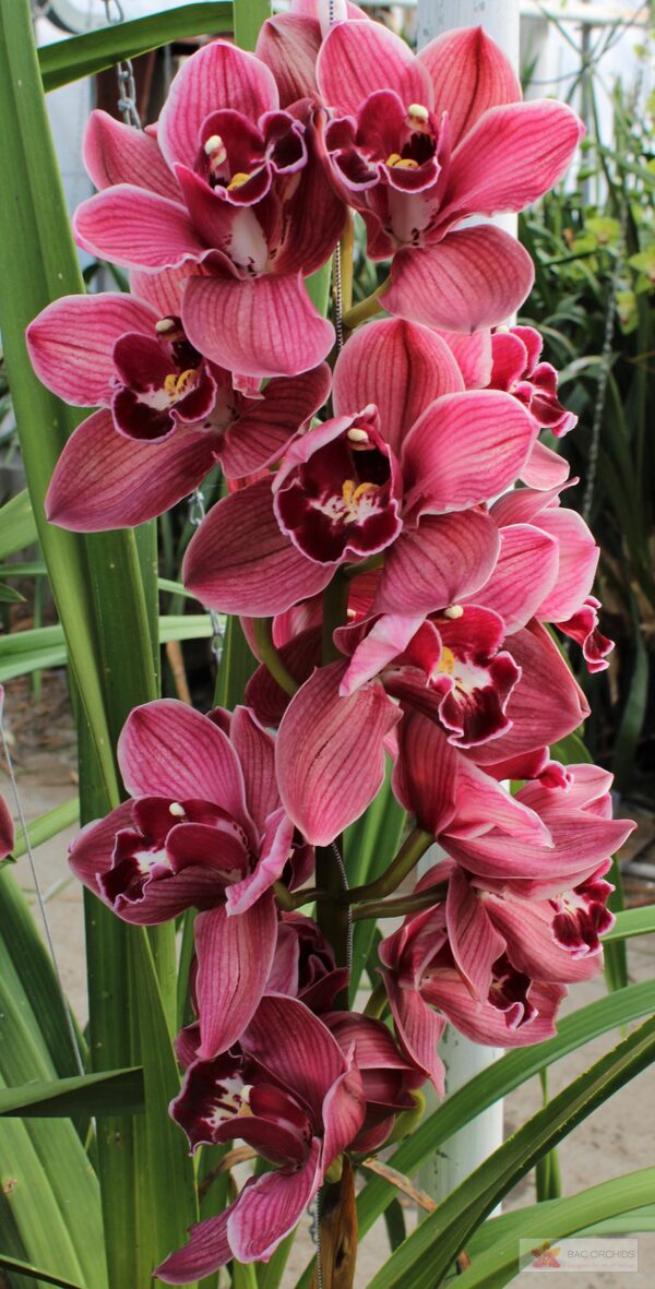 Cymbidium large flowered BONFIRE, foto 2