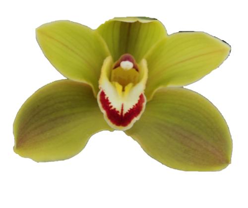 Cymbidium large flowered JUNGLE TRAIL, foto 2