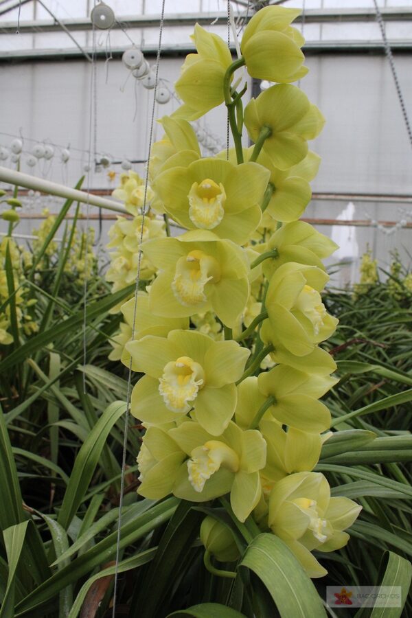 Cymbidium large flowered MINT ICE, foto 4