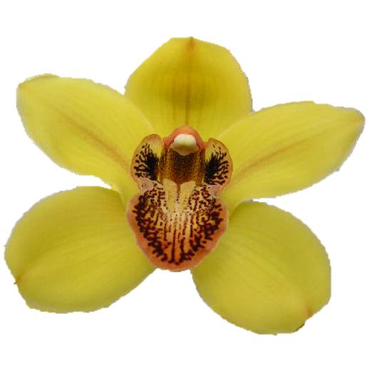 Cymbidium large flowered Cymt T Nevada, foto 2
