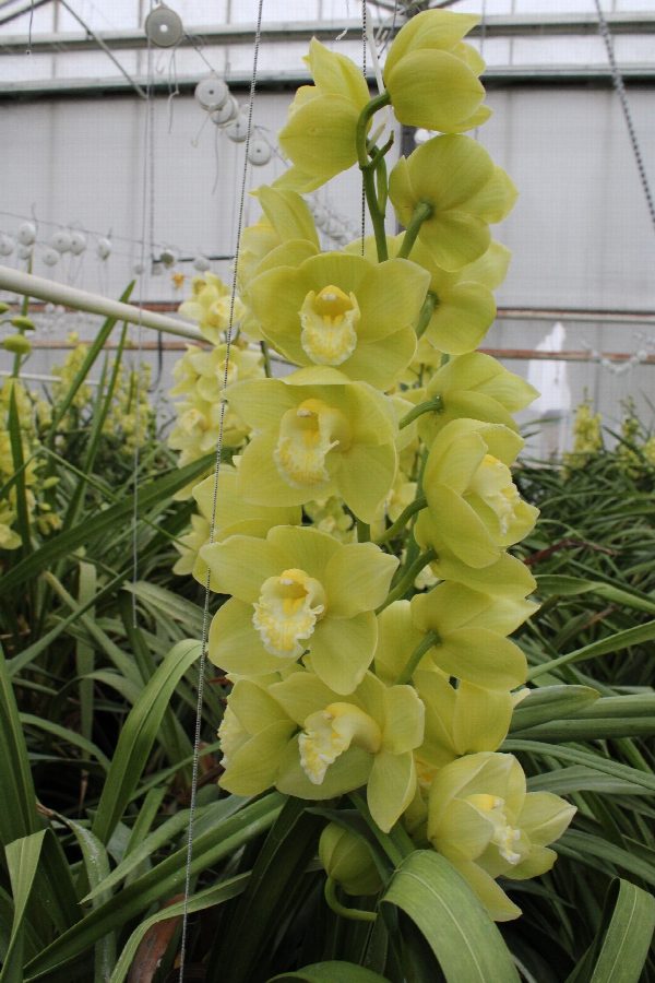 Cymbidium large flowered MINT ICE, foto 5